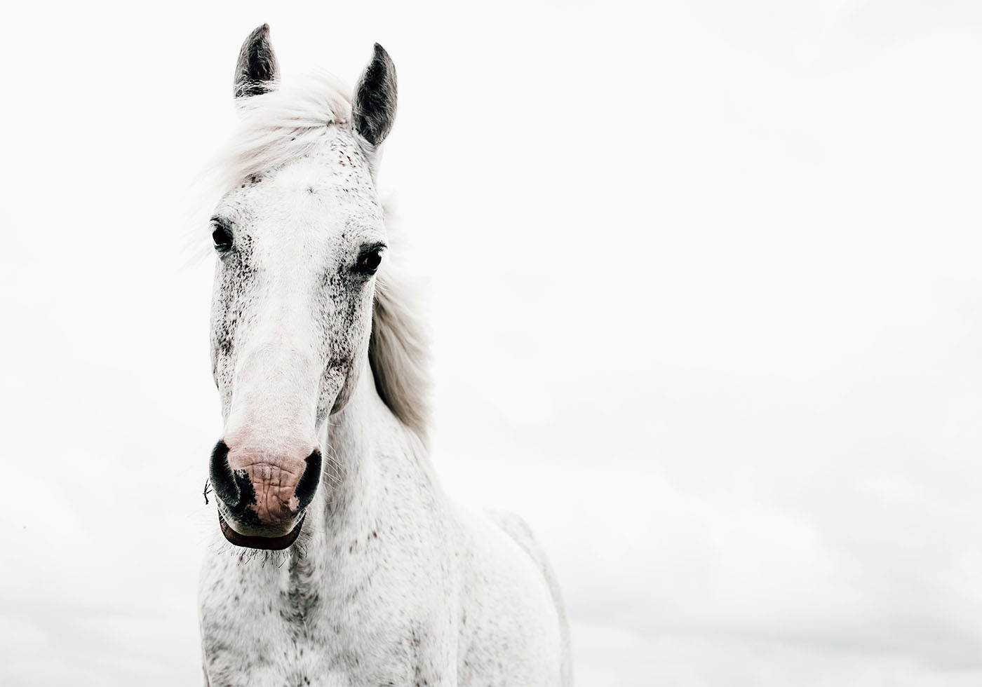 White Horse in Nature Plakat