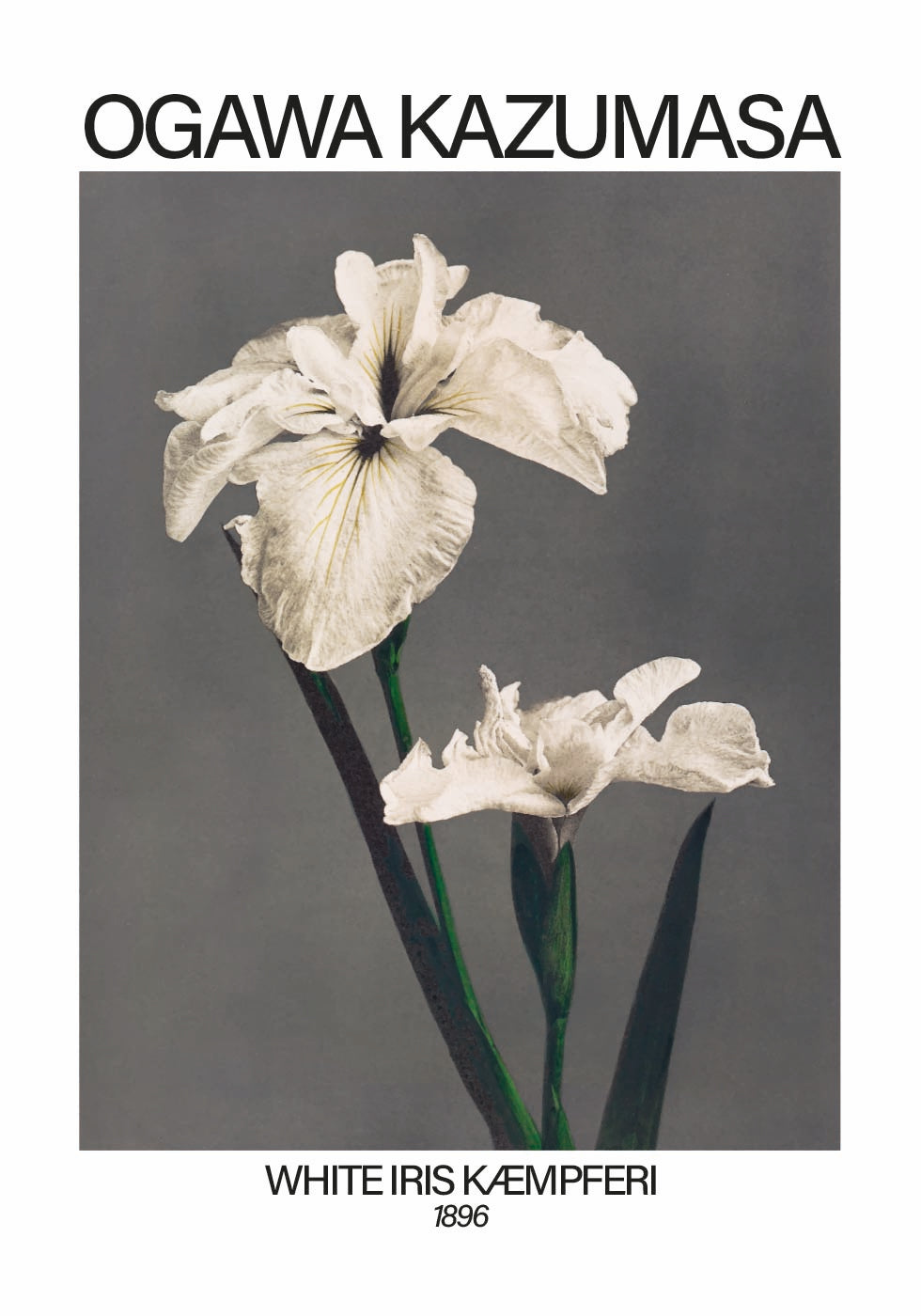 White Iris print, Ogawa Kazumasa Plakat