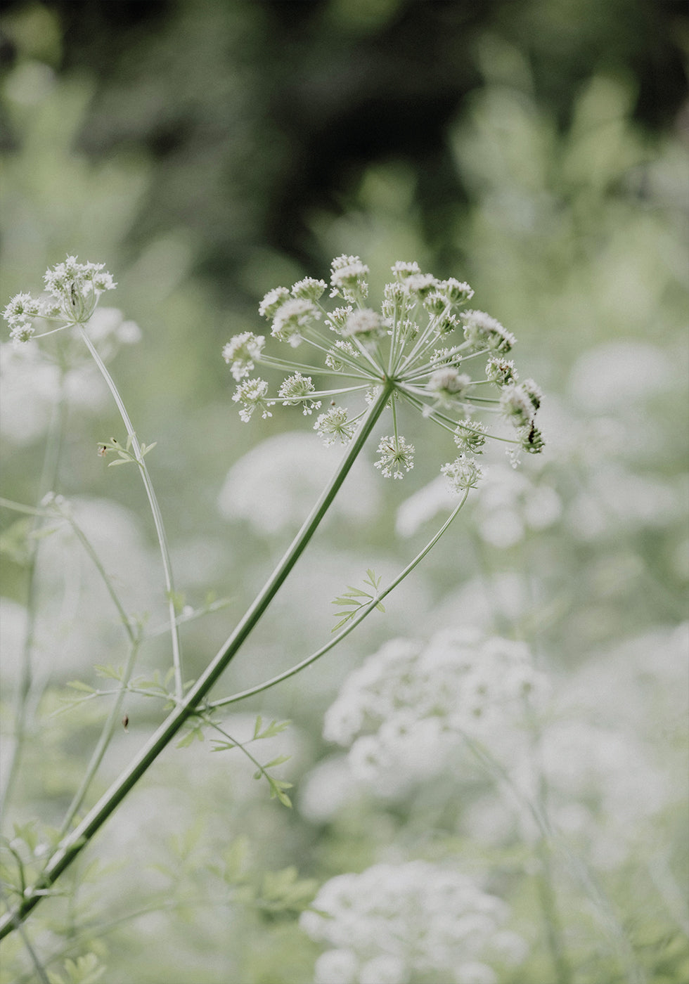 White Wildflowers in a Soft Green Meadow Plakat