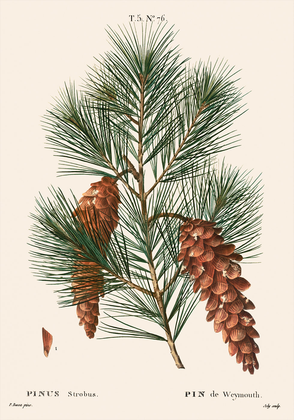 White Pine Botanical Plakat