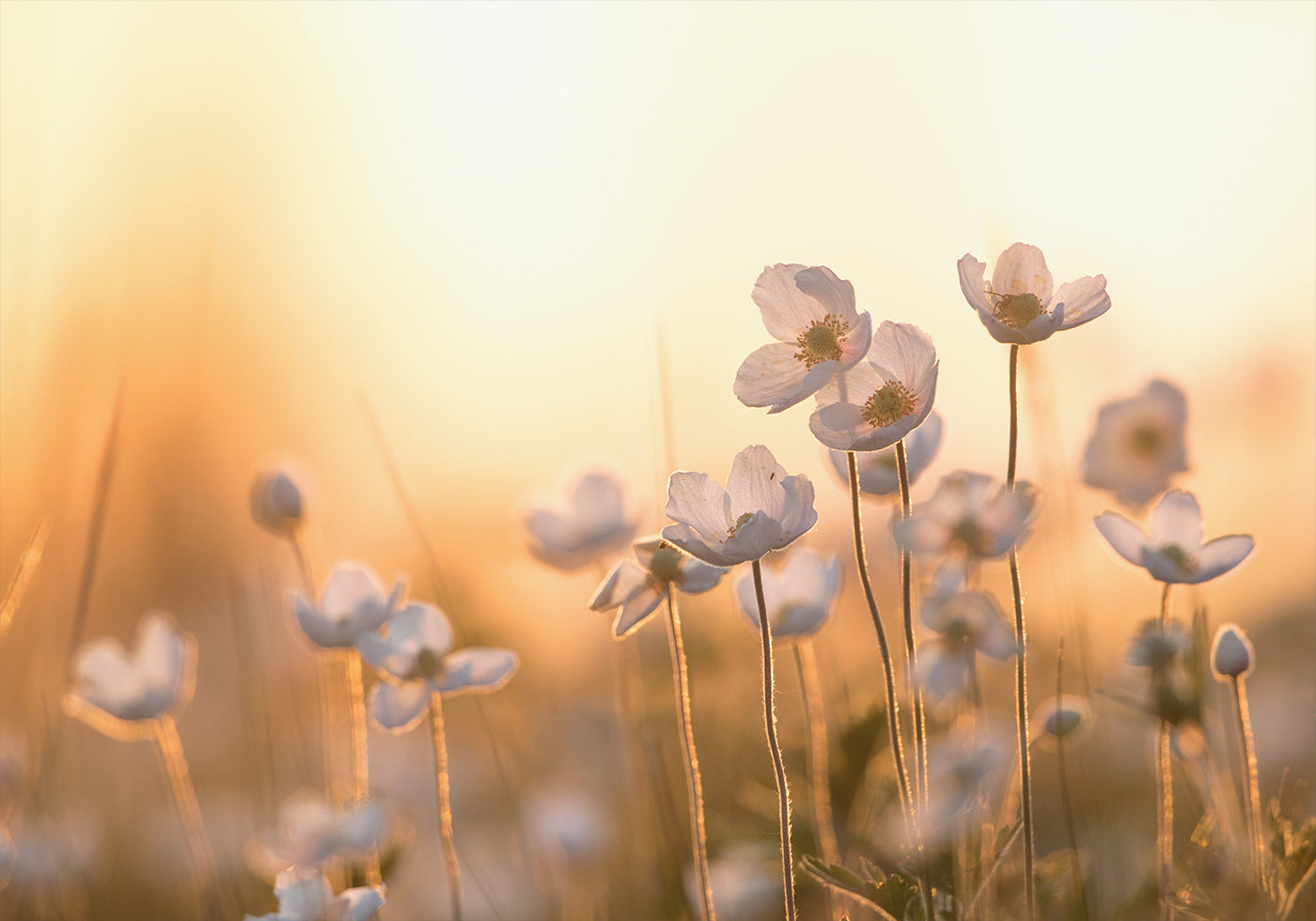 Wild Anemone at Sunset Plakat