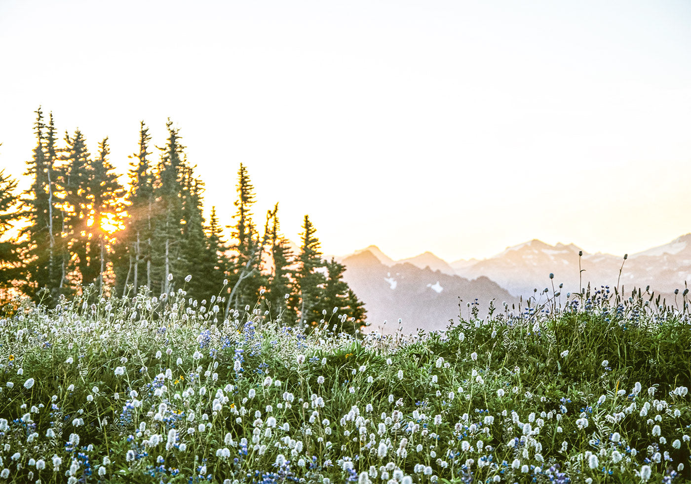 Alpine Dawn, Wildflowers and Forest Sunrise Plakat