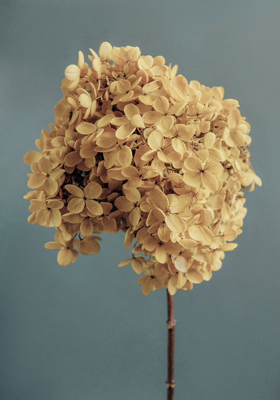 Yellow Hydrangea Plakat