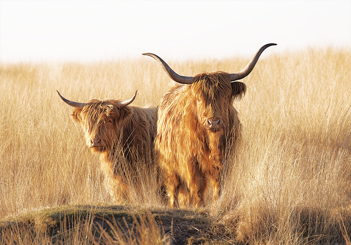 Young and Old Highlander Plakat