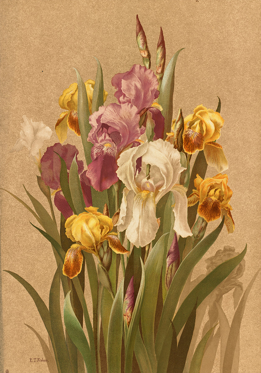 Fleur De Lis, No. 3 Plakat