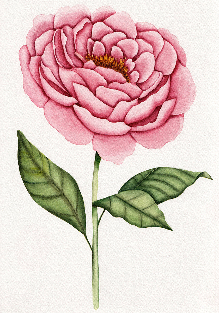 01 Peonie Salomebiermanillustration Plakat