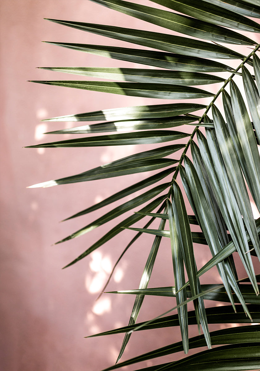 Palm Leaves 23 Plakat