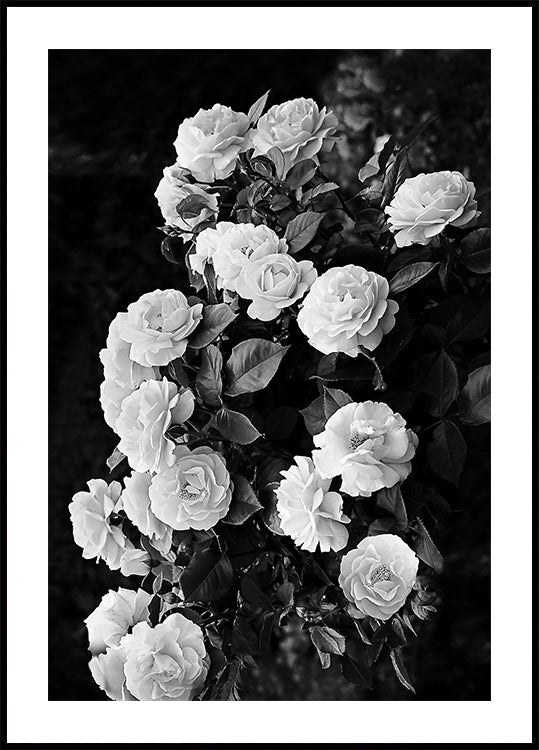 Rose Bush Plakat