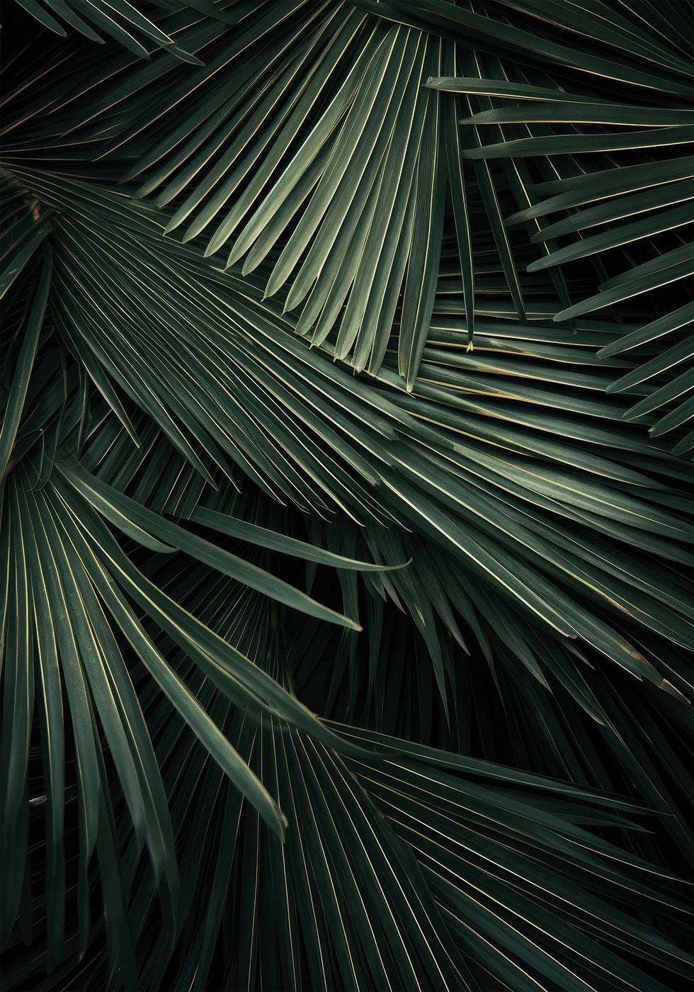 a close up of a palm tree leaves