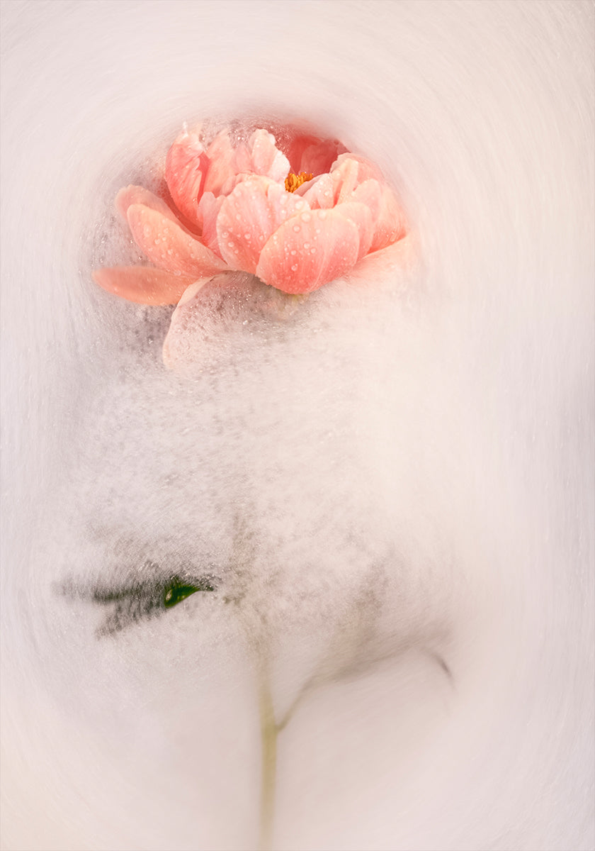 Frothy petal #1 Plakat