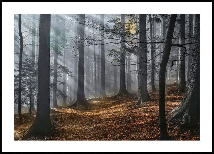 Enchanted forest Plakat