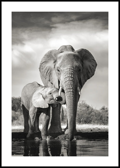 Elephant Family Plakat