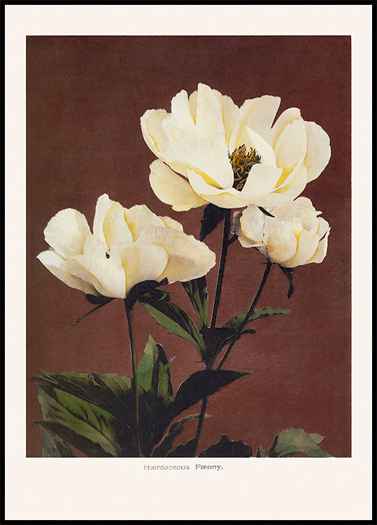 Hærdaceous Peony Plakat