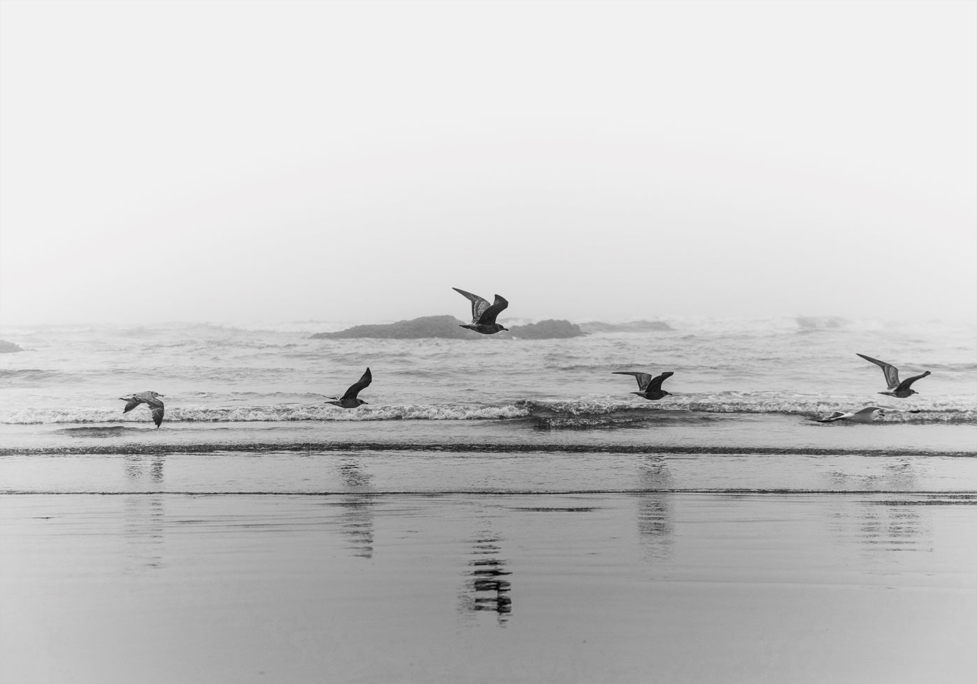 Birds Flying Over The Coast  Plakat