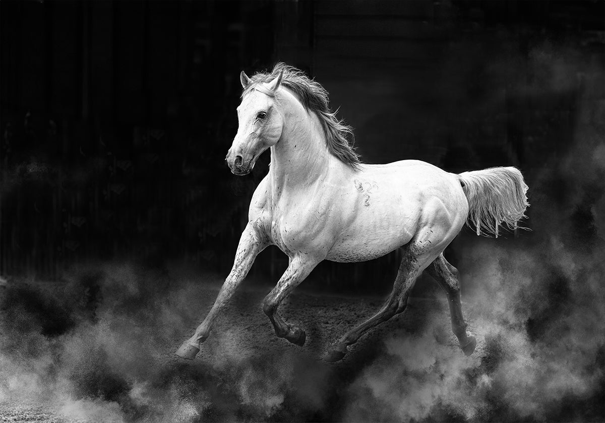 Fergana horse Plakat