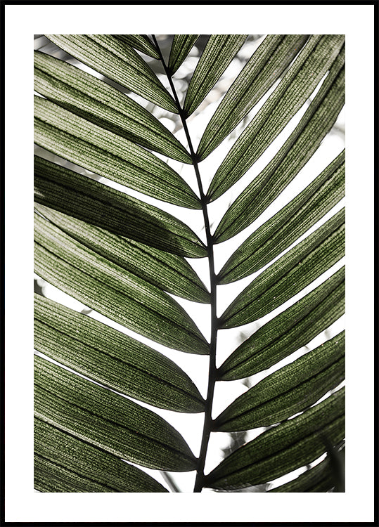 Palm Leaves 24 Plakat