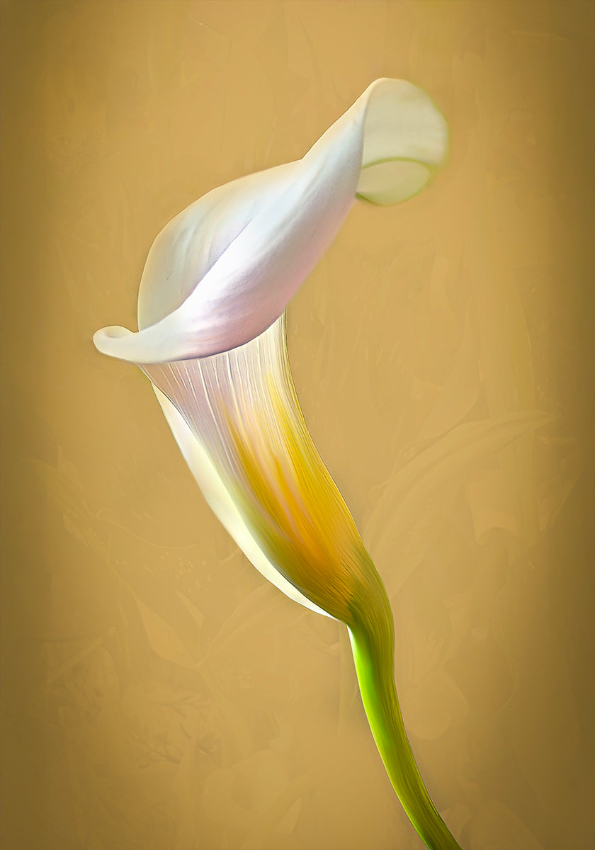CallaLilly Plakat