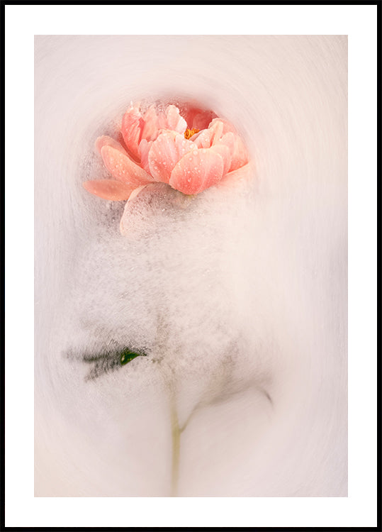 Frothy petal #1 Plakat