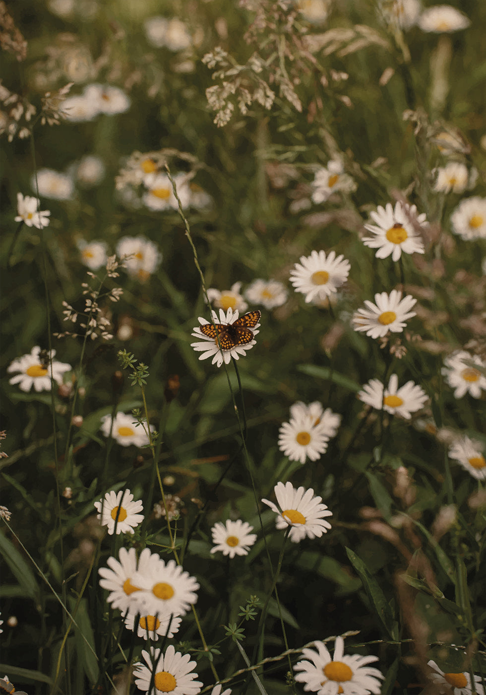 Chamomile and Butterfly Plakat