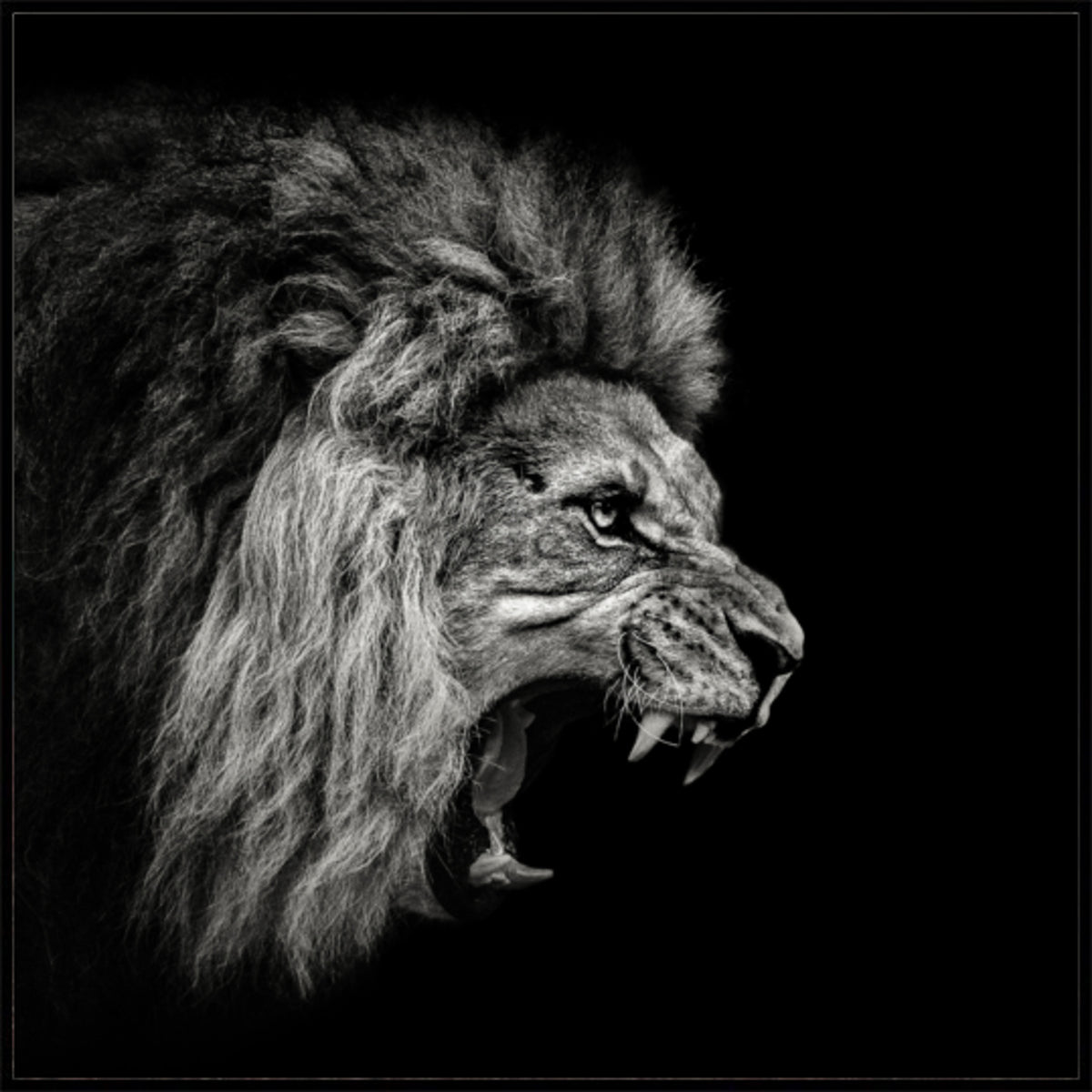 Fierce Roaring Lion