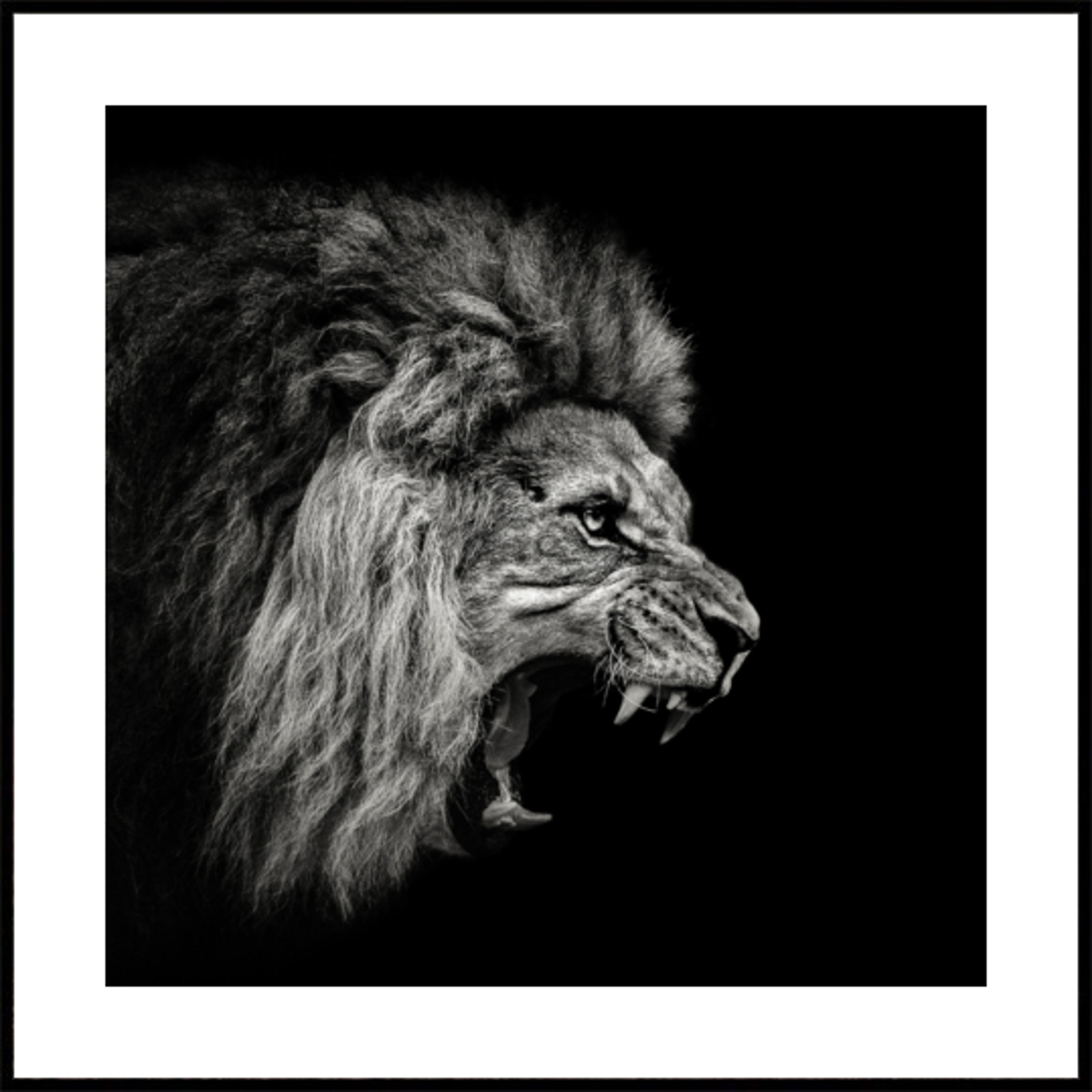 Fierce Roaring Lion