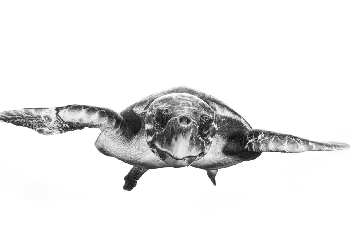 Graceful Sea Turtle