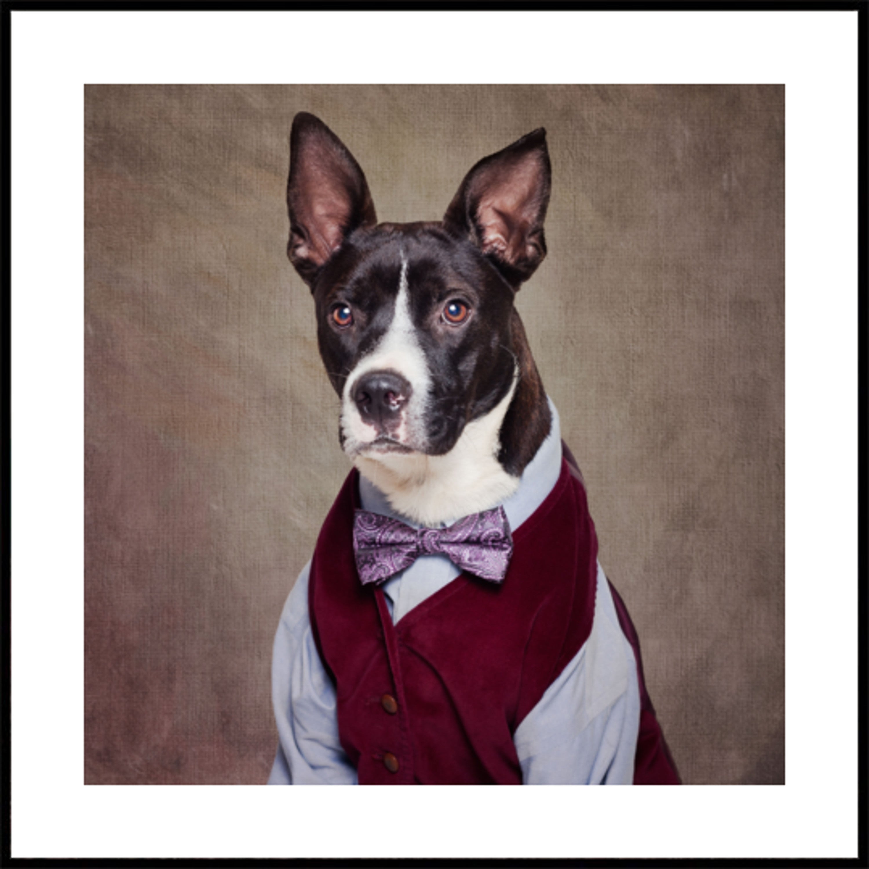 Dapper Dog In Vest
