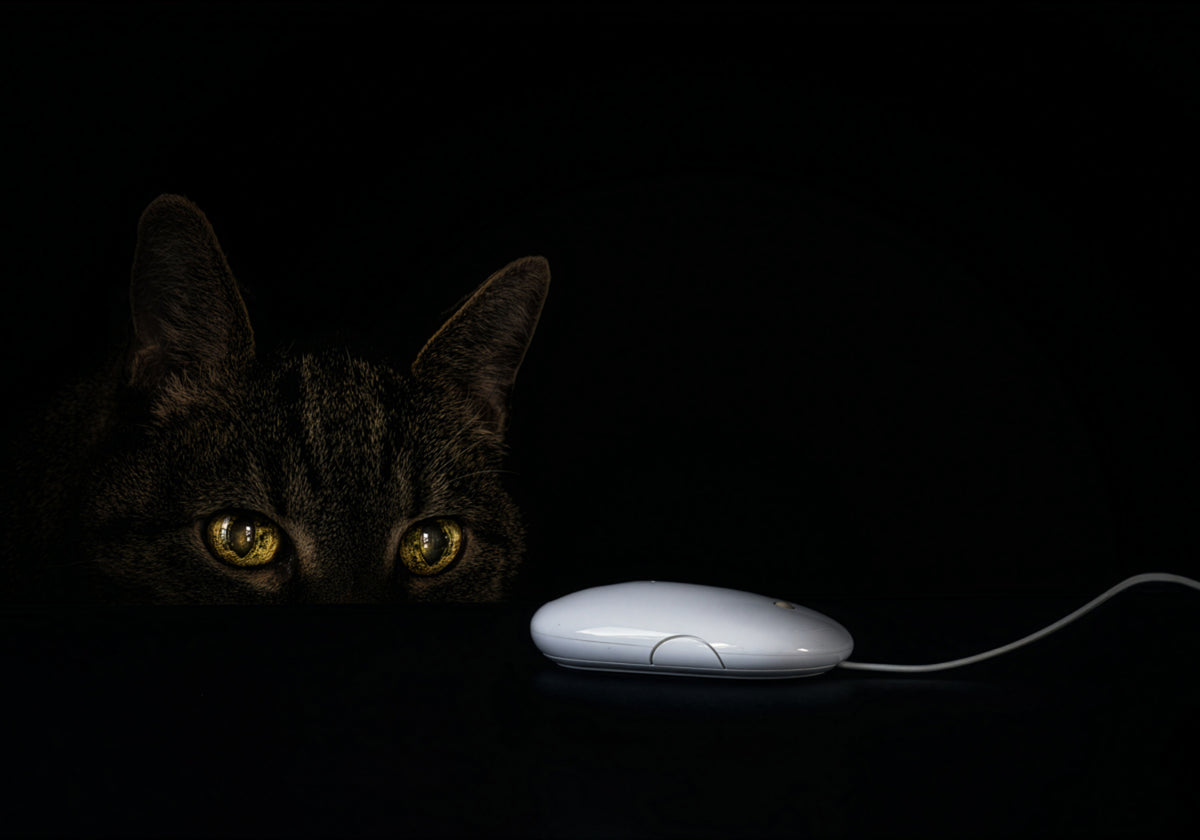 Cat's Curious Gaze
