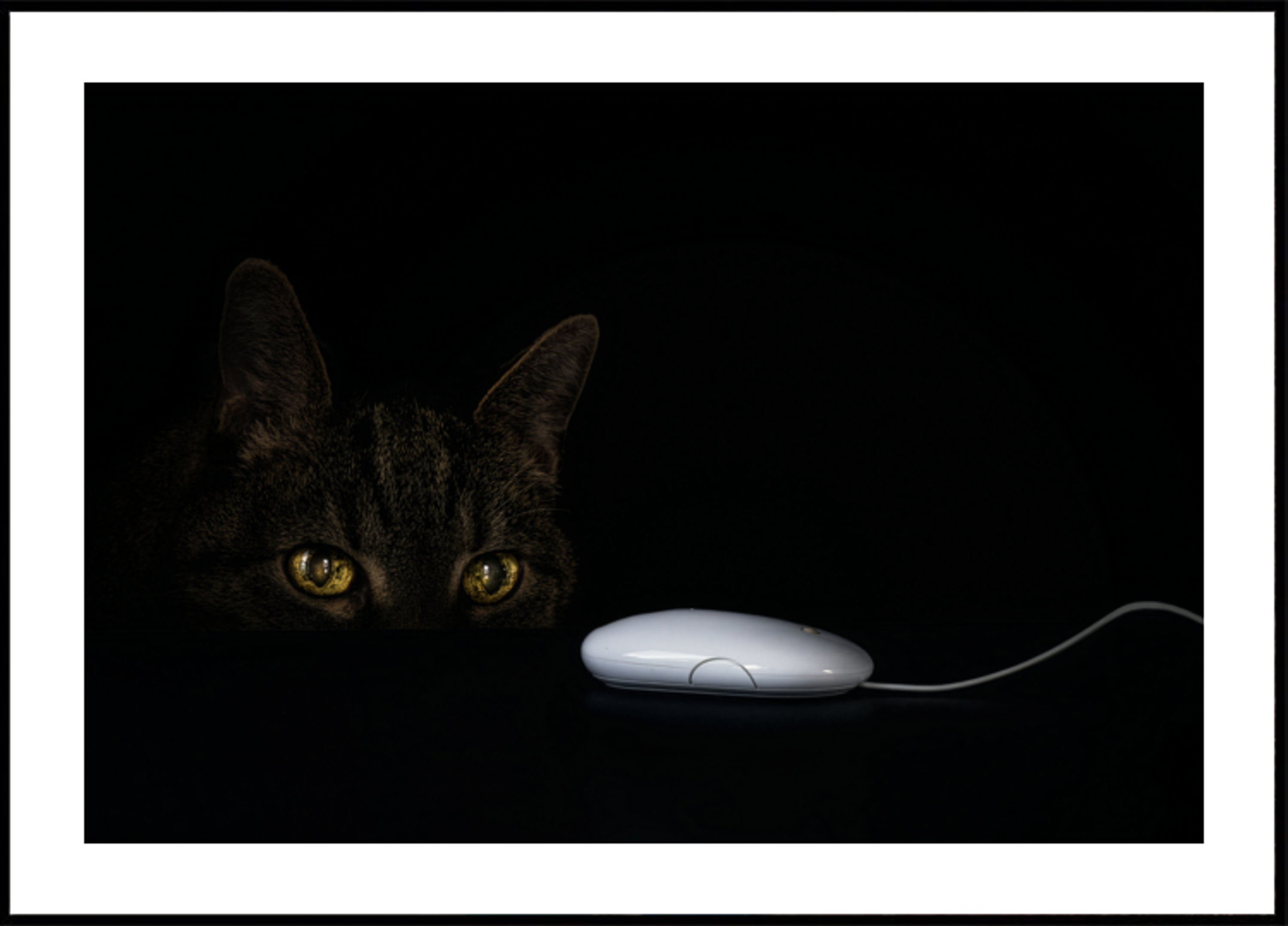 Cat's Curious Gaze
