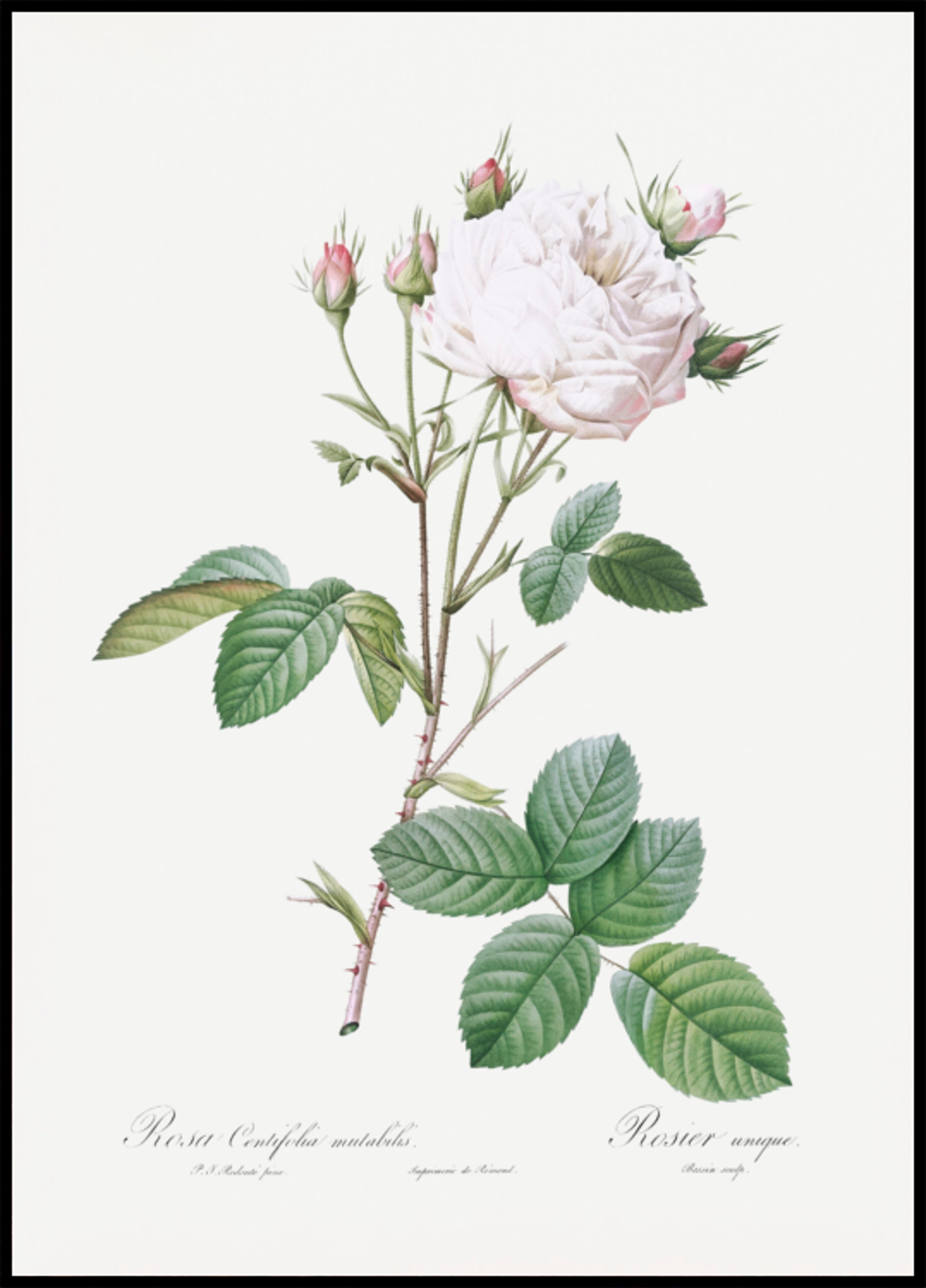 Cabbage Rose White Provence, Les Roses (1817–1824)