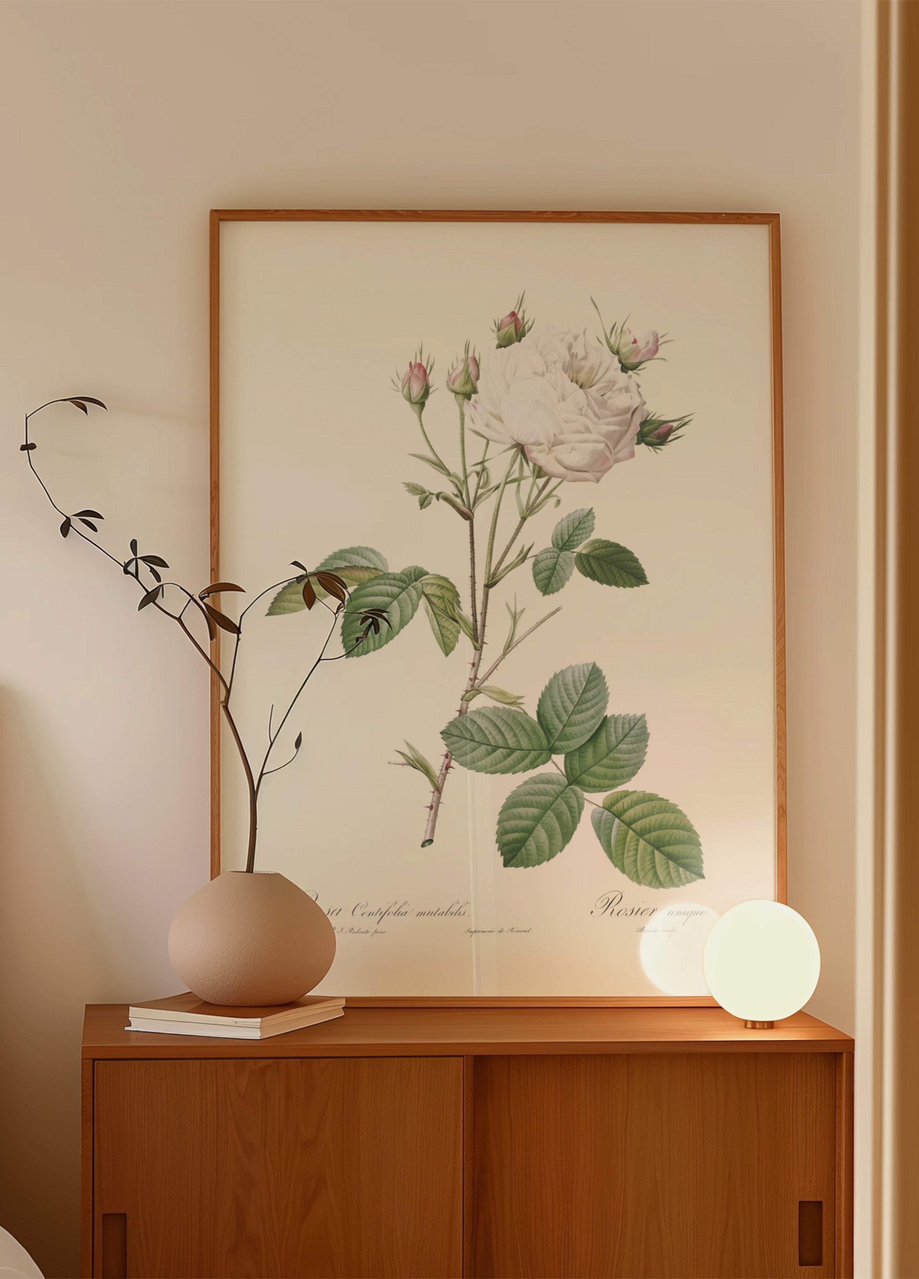 Cabbage Rose White Provence, Les Roses (1817–1824)