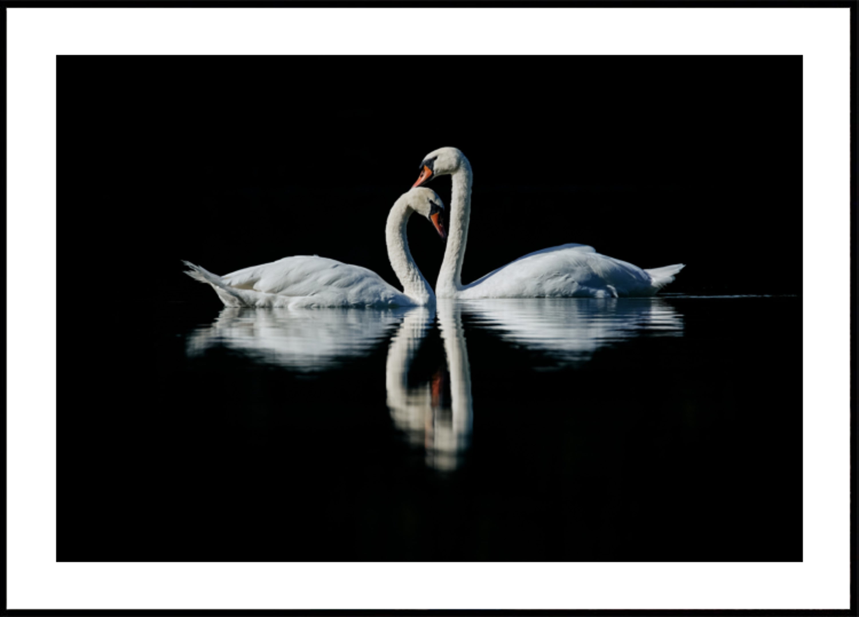 Romantic Swan Reflection