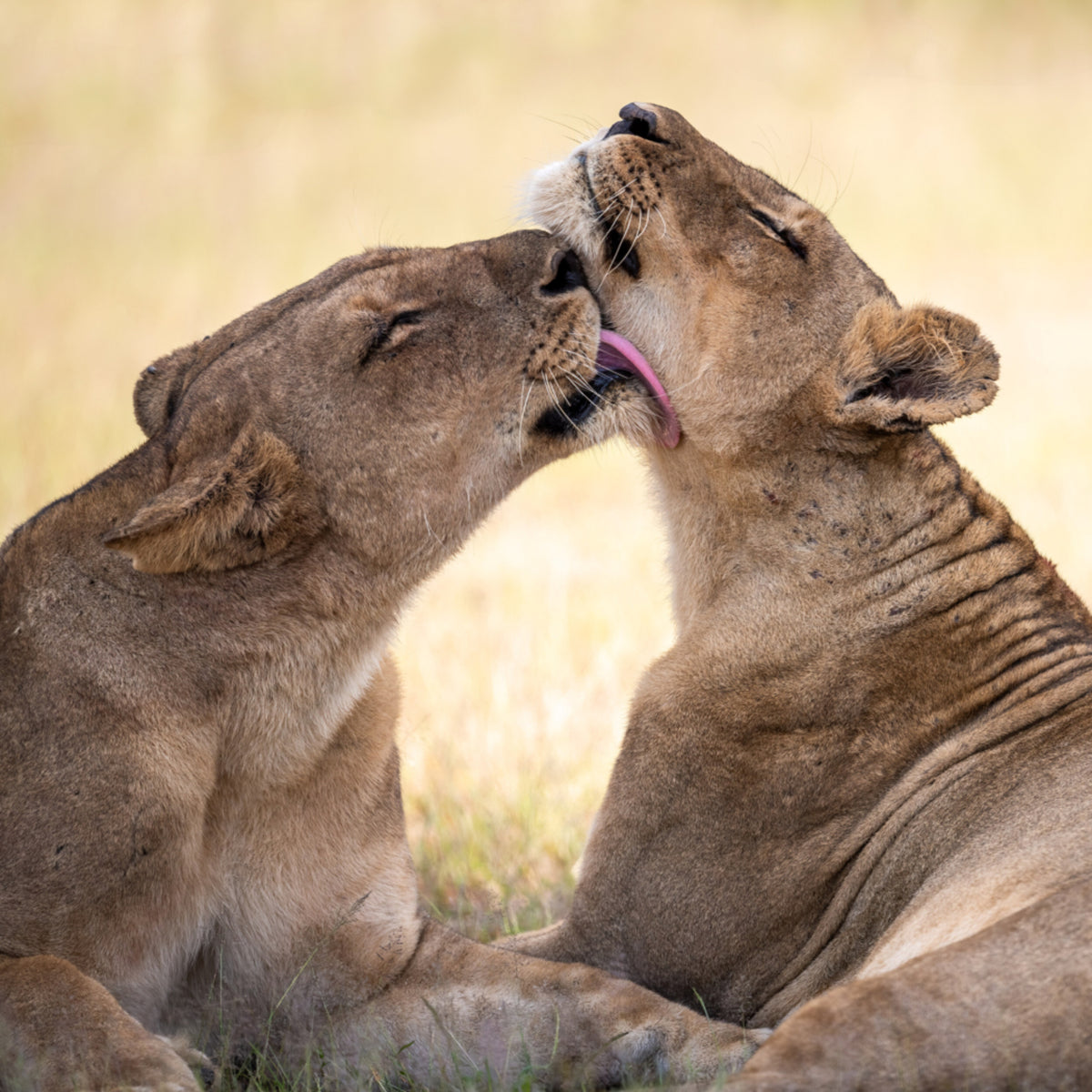 African Lion Bond