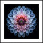 Vibrant Dahlia Bloom