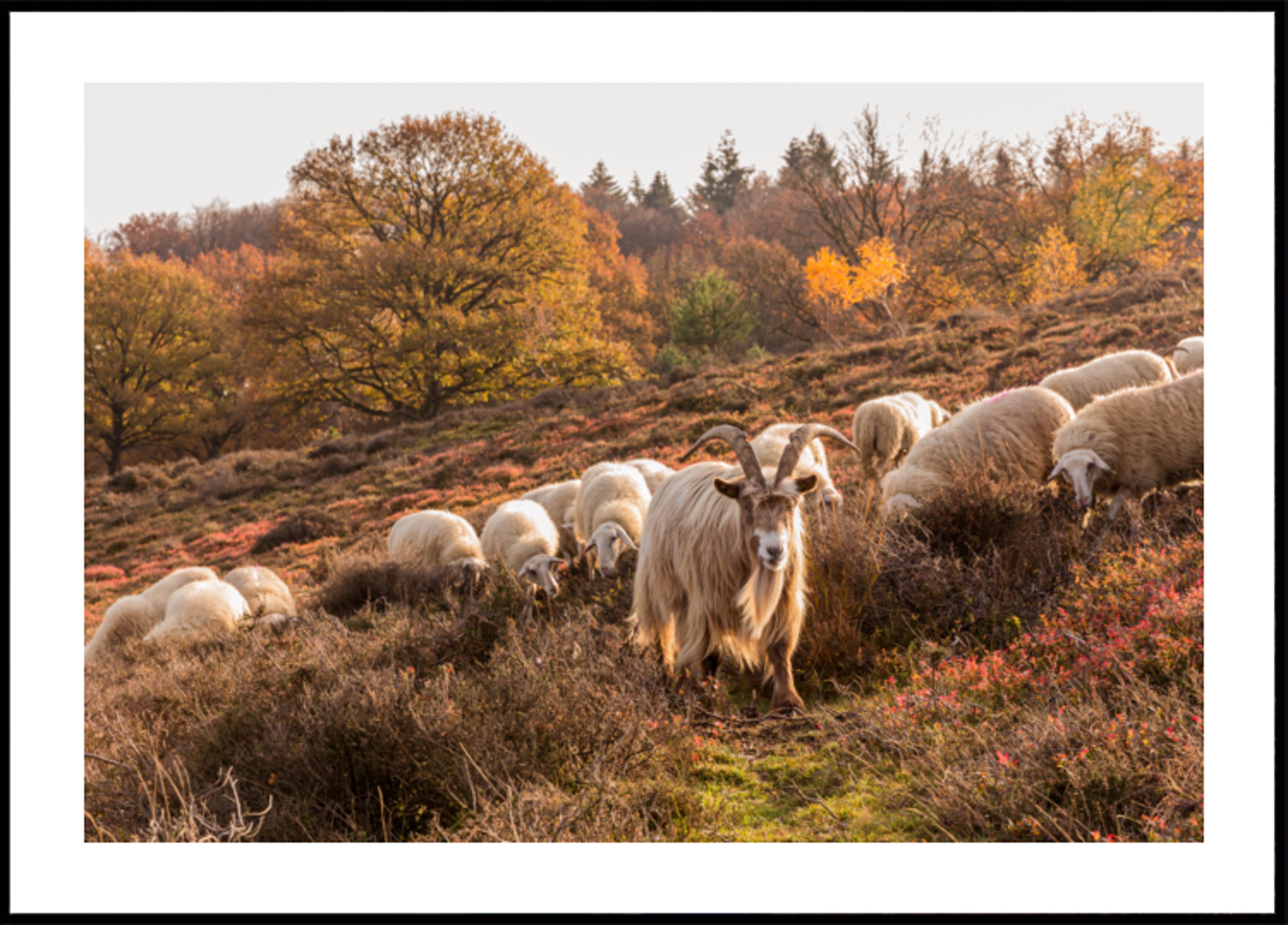 Autumn Goat and Sheep