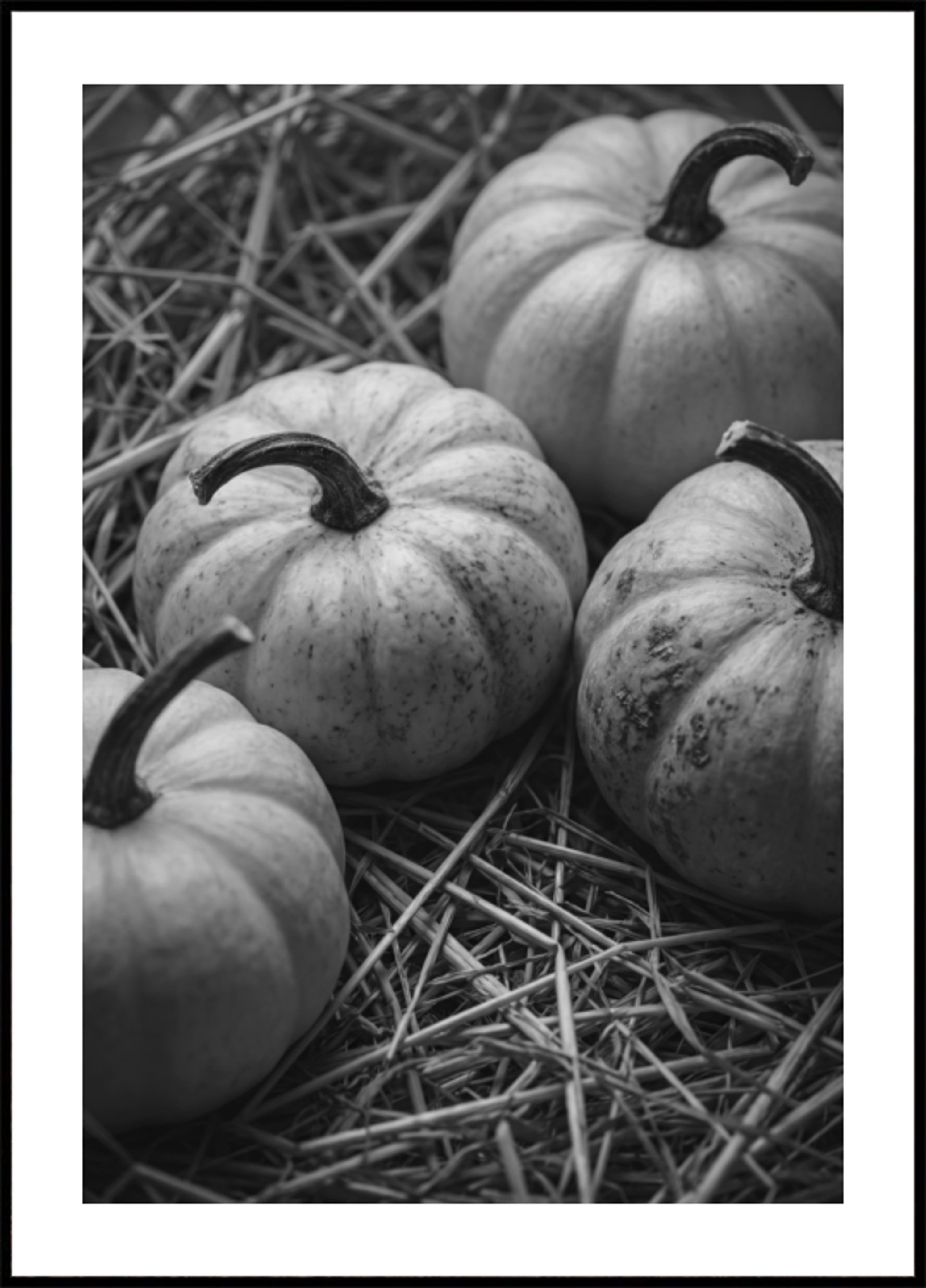 Autumn Harvest Pumpkins