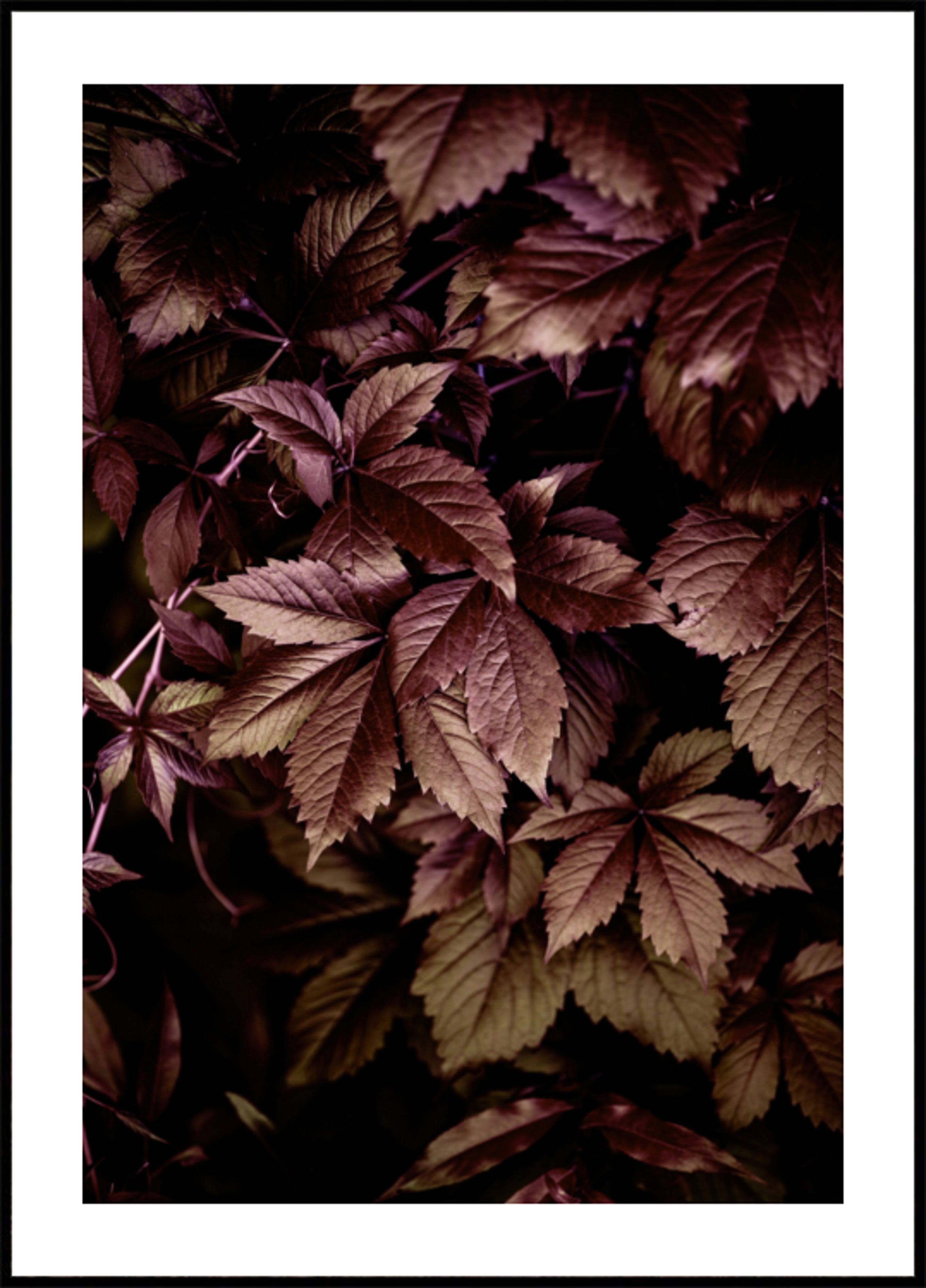 Autumn Leaves 13