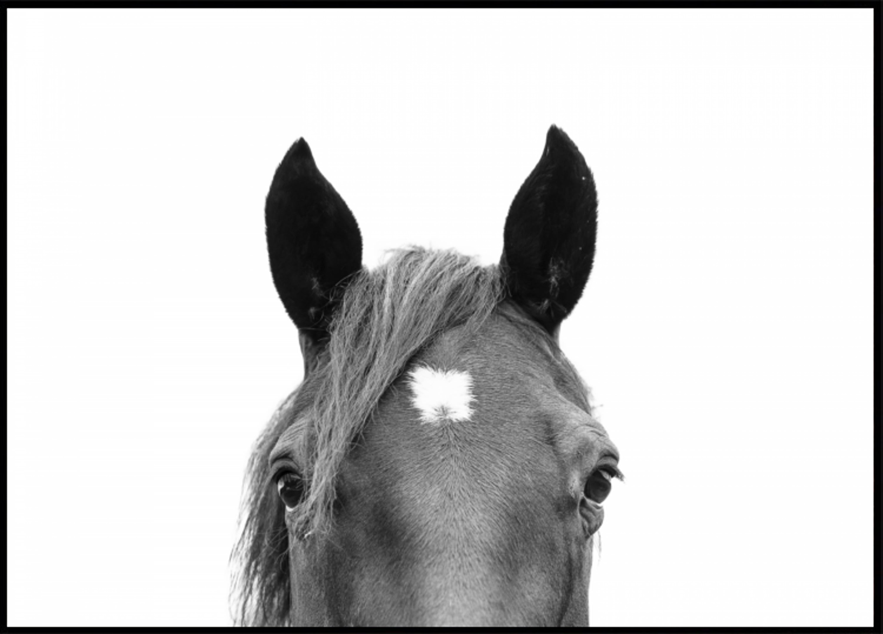 Peeking Horse