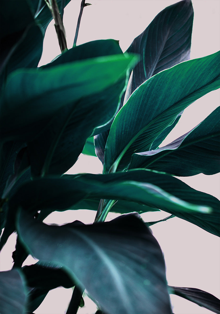 Elegance Of Tropical Leaves Plakat