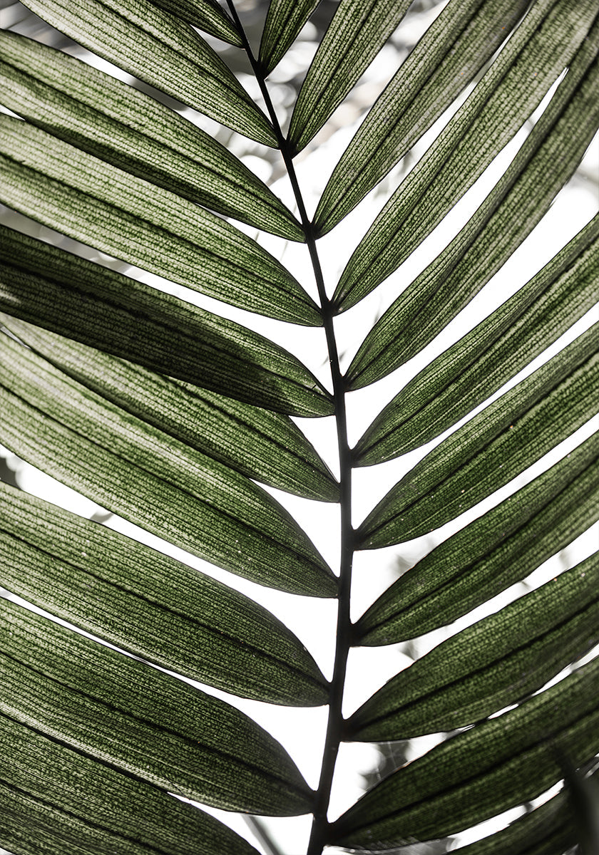 Palm Leaves 24 Plakat