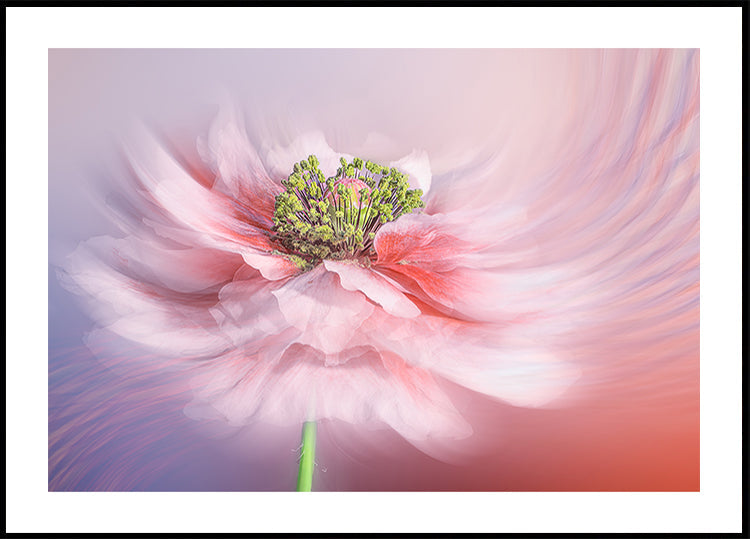Blush Symphony Plakat