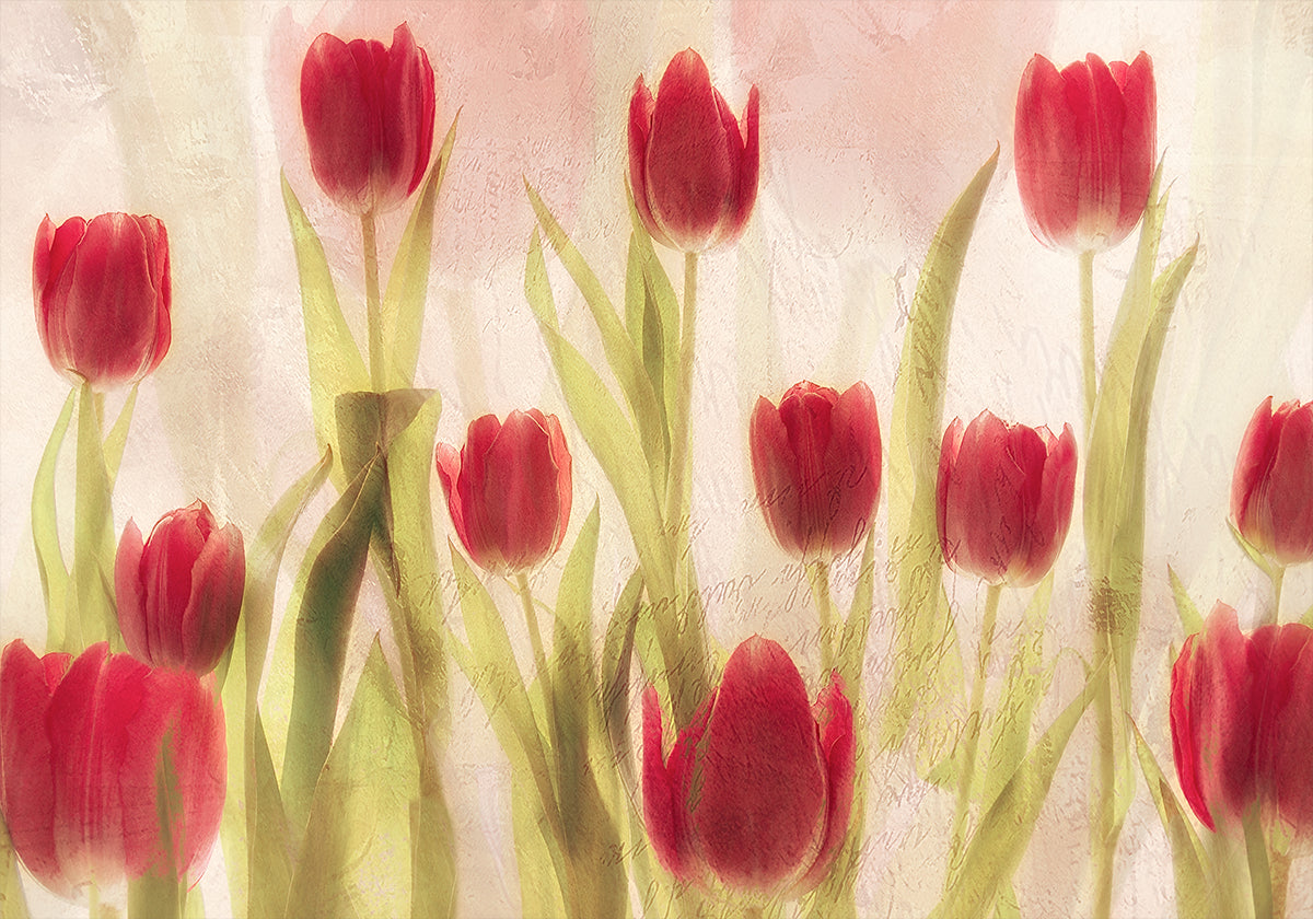 Happy tulips Plakat