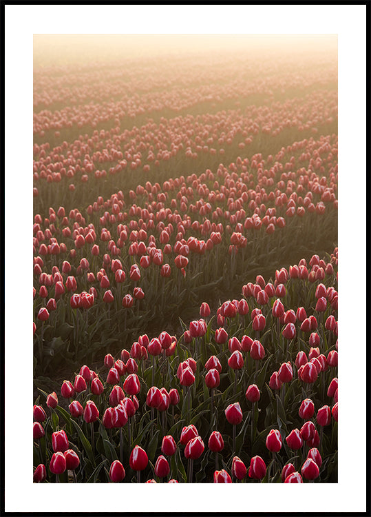 Field of Flowers 1 Plakat