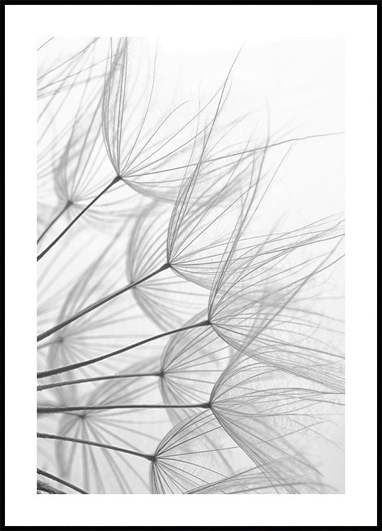 Delicate Nature in Monochrome Plakat