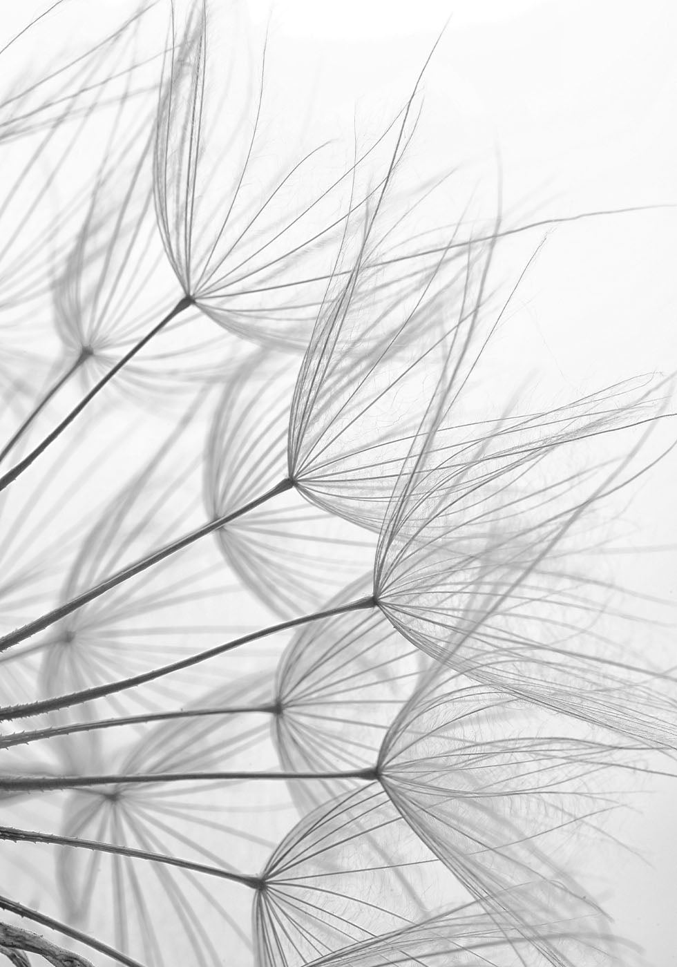 Delicate Nature in Monochrome Plakat