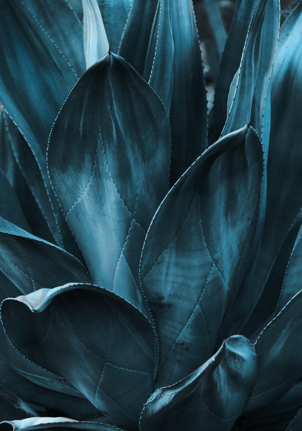 Dark Blue Plant Plakat