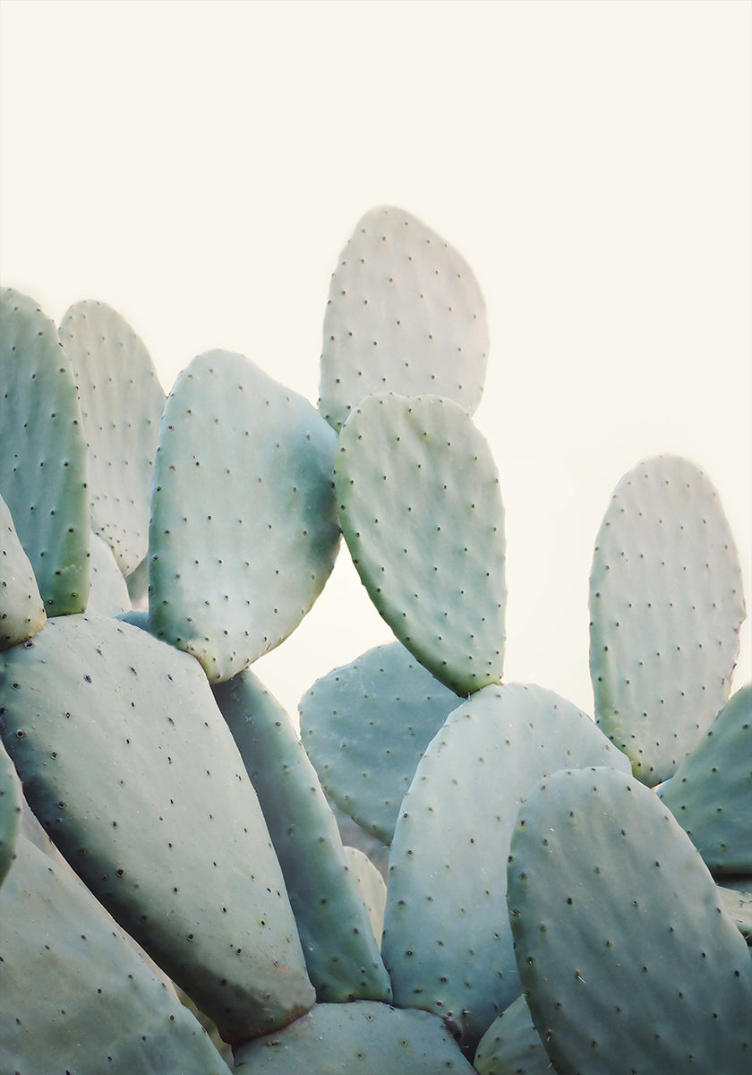 Pastel Cacti Plakat