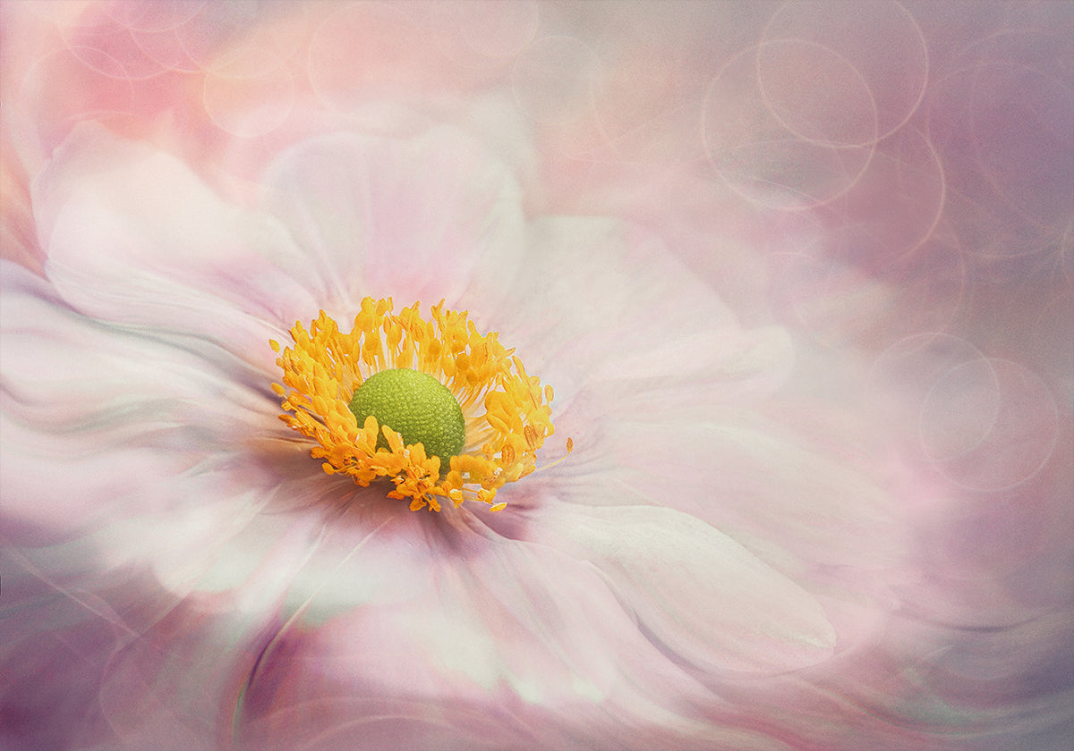 Dreams of Flower Plakat