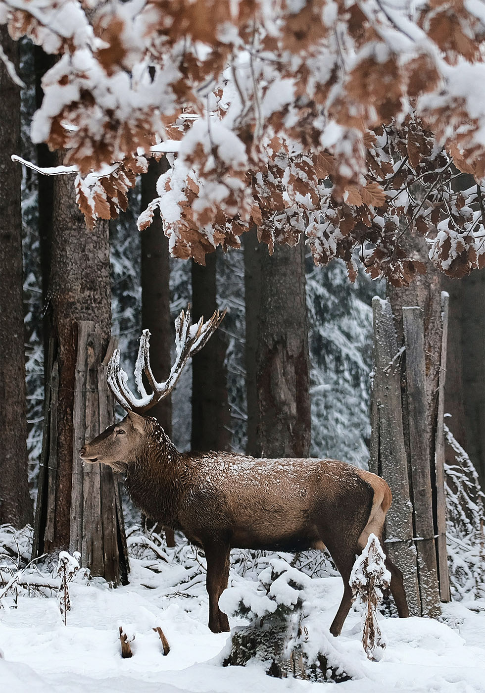 Deer in A Snowy Forest Plakat