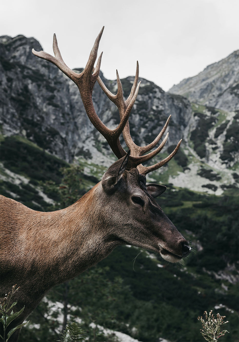 Deer in Profile Plakat